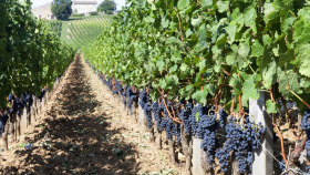 На Кубани зарезервировали 50 тысяч га земли для виноградников